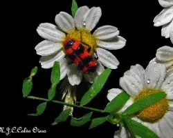 Margarita con visita trichodes apiarius