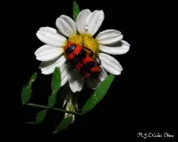 Margarita con visita trichodes apiarius