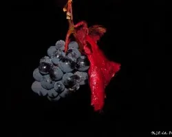 Racimo de vino garnacha