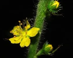 Agrimonia eupatoria