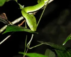 Bothriechis lateralis