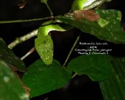 Bothriechis lateralis