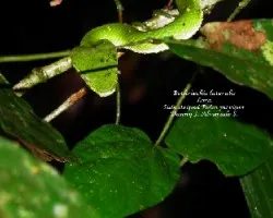 Bothriechis lateralis