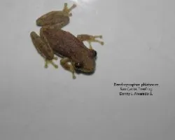 Dendropsophus phlebodes 