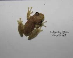 Dendropsophus phlebodes 