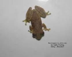 Dendropsophus phlebodes 