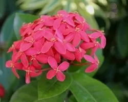 Ixora coccinea