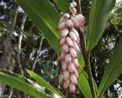 Alpinia zerumbet 