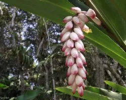 Alpinia zerumbet 