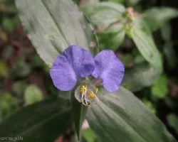 Commelina erecta 
