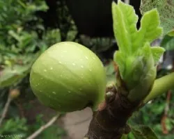 Ficus carica