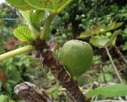 Ficus carica