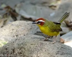 Basileuterus rufifrons