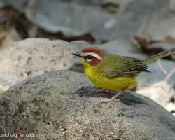 Basileuterus rufifrons