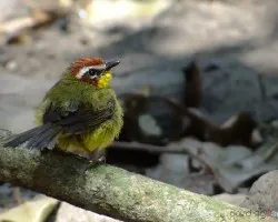 Basileuterus rufifrons