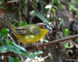 Basileuterus rufifrons