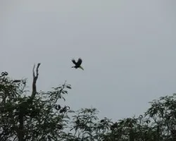 Ramphastos sulfuratus