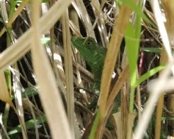 Basiliscus plumifrons