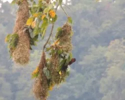 Psarocolius montezuma