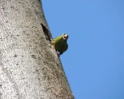 Brotogeris jugularis