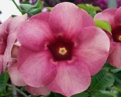 Allamanda violacea