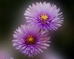 Lampranthus spectabilis