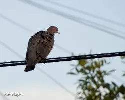 Patagioenas picazuro