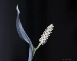 Spathiphyllum wallisii