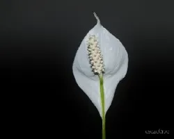 Spathiphyllum wallisii