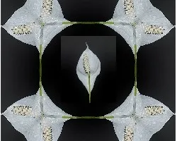 Para alegrarte el miércoles!