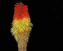 Kniphofia uvaria