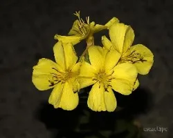 Oenothera biennis