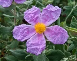 Cistus albidus