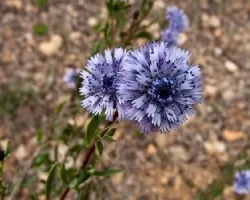 Globularia alypum