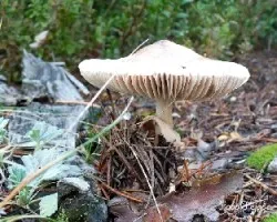 Virados con photoshop