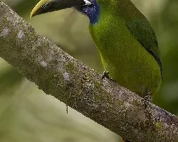 Aulacorhynchus prasinus