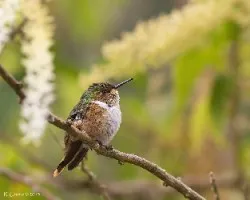 Selasphorus scintilla