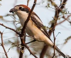 Alcaudón común. lanius senator