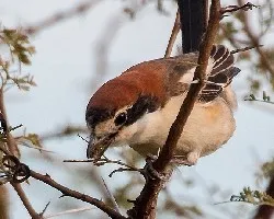 Alcaudón común. lanius senator