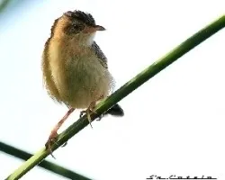 Cisticola juncidis