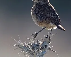 Tarabilla común. saxicola torquata