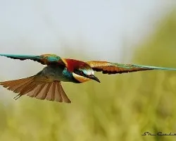 Merops apiaster