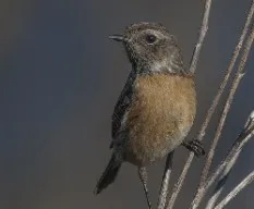 Tarabilla común. saxicola torquata