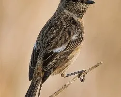 Tarabilla común. saxicola torquata