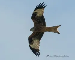 Milano real (milvus milvus)