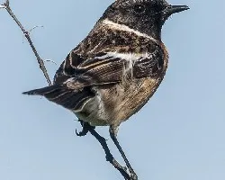 Saxicola torquata