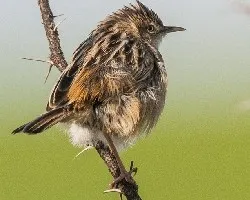 Cisticola juncidis