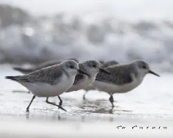 Focha Cornuda-Moruna-Fulica cristata