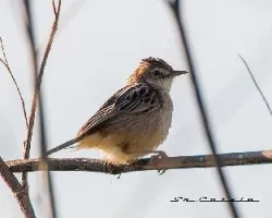 Cisticola juncidis