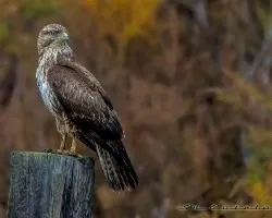Focha Cornuda-Moruna-Fulica cristata